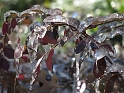 DFW-IcePocalypse-2013_Thaw (114)